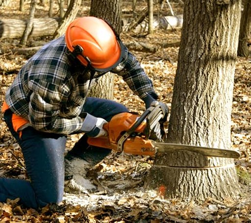 Tree Removal in Prague, OK